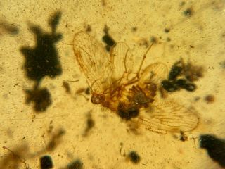 Neuroptera lacewings&spider Burmite Myanmar Amber insect fossil dinosaur age 2