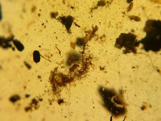 Neuroptera lacewings&spider Burmite Myanmar Amber insect fossil dinosaur age 4