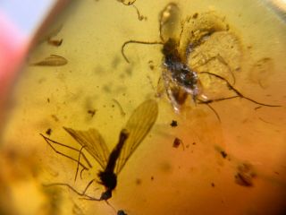 Scorpion Fly&wasp Bee Burmite Myanmar Burmese Amber Insect Fossil Dinosaur Age