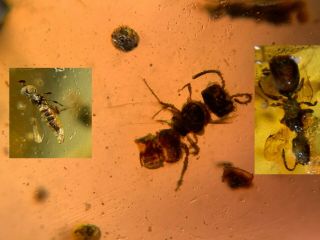 3 Hymenoptera Wasp Bee&leaf Burmite Myanmar Amber Insect Fossil Dinosaur Age