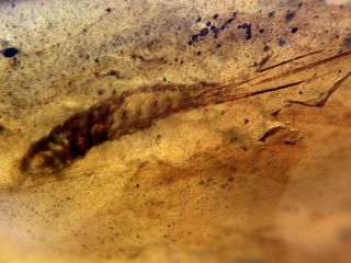 Bristletail In Dust Burmite Myanmar Burmese Amber Insect Fossil Dinosaur Age