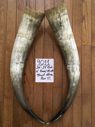 24” - 28” Each.  Bull Horns Cow Horns Steer Longhorn Horns Taxidermy Pairs Polished