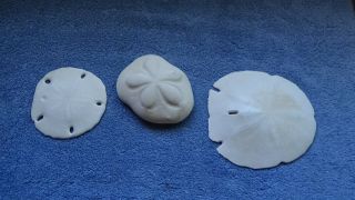 3 Large Sand Dollar Shells