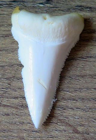1.  718 " Lower Nature Modern Great White Shark Tooth (teeth)