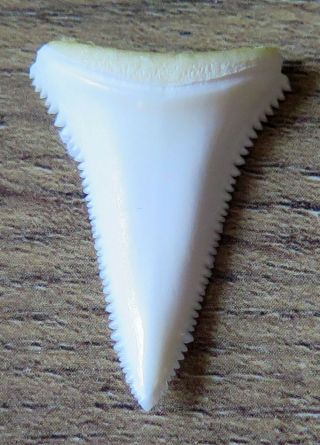1.  148 " Lower Nature Modern Great White Shark Tooth (teeth)