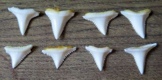 8 Group Lower Nature Modern Great White Shark Tooth (teeth)