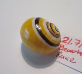 Polymita Spectacular Shell 21.  71 Mm Rare /