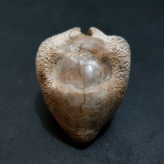 Seashell Fossil Barycypraa Caputviperae 35.  4 Mm.