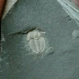 Amphoton Deois Trilobite Fossil,  Cambrian,  Linyi City Shandong China L67