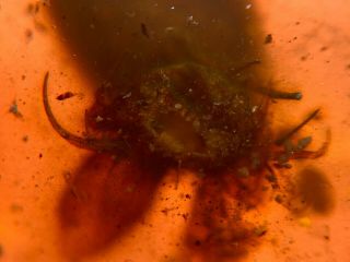 incomplete Neuroptera larvae Burmite Myanmar Amber insect fossil dinosaur age 5