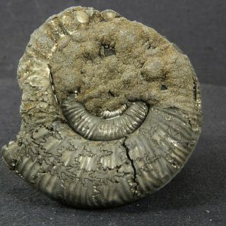 2in/5cm Pyriitized Ammonite Binatisphinctes Jurassic Callovian Russian Fossils