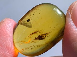 2 Unique Unknown Bugs Burmite Myanmar Burmese Amber Insect Fossil Dinosaur Age