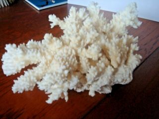 Good Size Natural Coral Reef From Collector 21 Cm Long Weighs Half Kilo