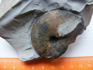 Fossil Fossilien Ammonite Ammonit Tragophylloceras Loscombi Jurassic Uk