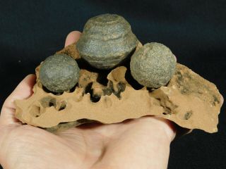 Three Moqui Marbles On A 100 Natural Navajo Sandstone Formation Utah 633gr E