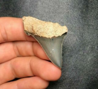 Sharp 1.  79 " Angustidens Shark Tooth Teeth Fossil Sharks Necklace Megalodon