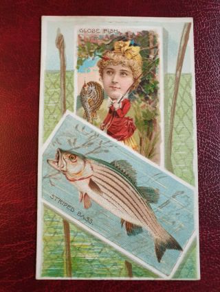Duke 1888 N108 Cigarette Tobacco Card Fishes Fishing - Globe Fish Striped Bass