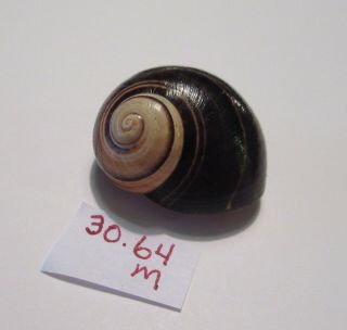 Polymita Spectacular Shell 30.  64 Mm Rare Unique/ Banding
