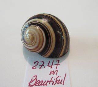 Polymita Spectacular Shell 27.  47 Mm Absolutely Gorgeous Banding Beauty