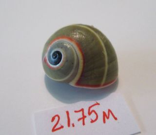 Polymita Spectacular Shell 21.  75 Mm Rare Green Venusta /