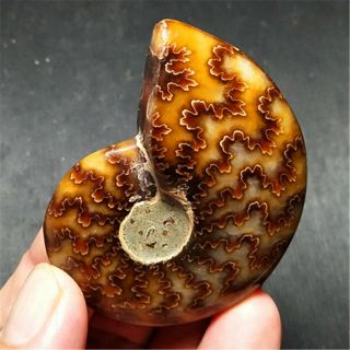 56.  5g Natural Conch Fossil Specimens Of Madagascar 19073009