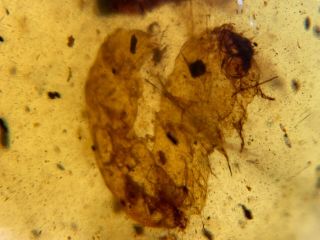 Uncommon Big Worm&leaf Burmite Myanmar Burma Amber Insect Fossil Dinosaur Age
