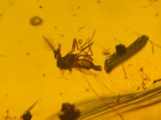 Chironomid Mosquito Fly&plant Burmite Myanmar Amber Insect Fossil Dinosaur Age