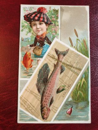 Duke 1888 N108 Cigarette Tobacco Card Fishes Fishing - Golden Carp Grayling