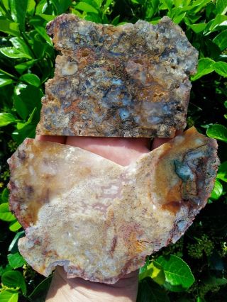 Two (2) Old Stock High End Pink Moss Plume Agate Slabs Hay Bear Creek Oregon 9oz