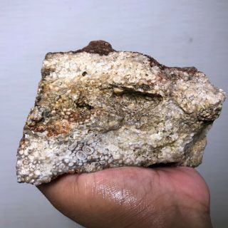 Aaa Quality Turritella Agate Rough - 3.  5 Lbs From Usa