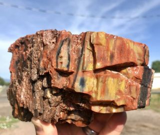 Reilly’s Rocks: Arizona Rainbow Petrified Wood With Vibrant Colors,  4.  5 Lbs.