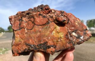 REILLY’S ROCKS: Arizona Rainbow Petrified Wood With Vibrant Colors,  4.  5 Lbs. 3