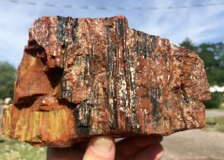 REILLY’S ROCKS: Arizona Rainbow Petrified Wood With Vibrant Colors,  4.  5 Lbs. 4
