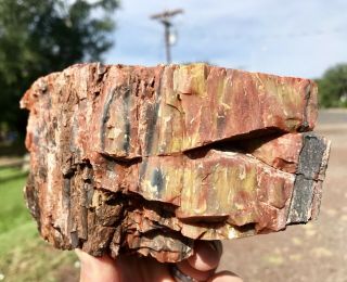 REILLY’S ROCKS: Arizona Rainbow Petrified Wood With Vibrant Colors,  4.  5 Lbs. 5