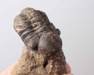 Morocco Trilobite Fossil Specimen On Matrix D