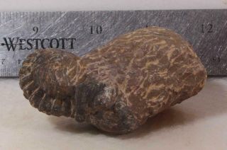 Morocco Trilobite Fossil Specimen on matrix D 5