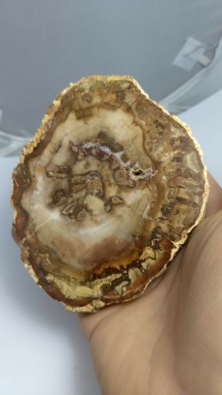 Awesome Petrified Wood Slice,  Both Sides Polished,  Madagascar,  266.  2 Grams