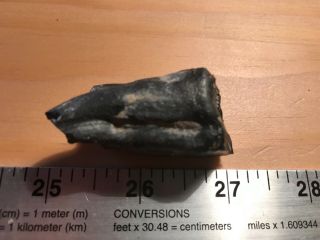 Ice Age Pleistocene Fossil Horse Tooth.  Tampa Bay Florida.