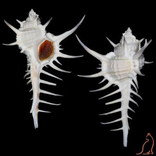 Murex Ternispina,  Indonesia,  Muricidae Sea Shell