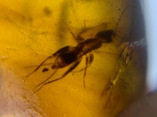 Orthoptera Cricket Burmite Myanmar Burmese Amber Insect Fossil From Dinosaur Age