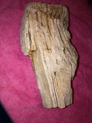 Texas Petrified Palm Wood 