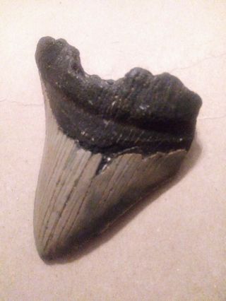 3.  40 " Megalodon Shark Tooth Fossil 100 Authentic