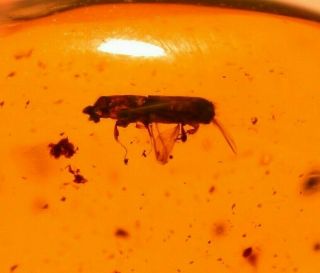 Wood Boring Beetle,  Water Bubble Enhydro In Authentic Dominican Amber Fossil