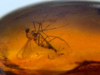 Big Unique Mosquito Fly Burmite Myanmar Burmese Amber Insect Fossil Dinosaur Age