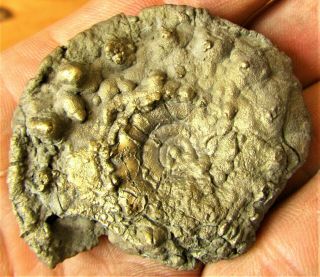Stunning Golden Eoderoceras 55 Mm Jurassic Pyrite Ammonite Fossil Uk Gold Gift