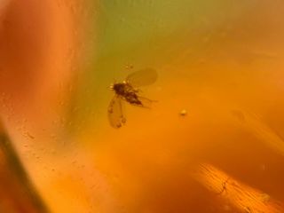 Unknown Small Fly Bug Burmite Myanmar Burmese Amber Insect Fossil Dinosaur Age