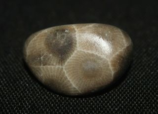 Lake Michigan Polished Petoskey Stone Deep Fossils Aprox.  1 "