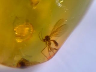 unique mosquito fly Burmite Myanmar Burmese Amber insect fossil dinosaur age 2
