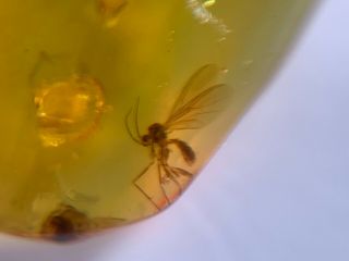 unique mosquito fly Burmite Myanmar Burmese Amber insect fossil dinosaur age 3