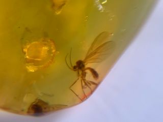 unique mosquito fly Burmite Myanmar Burmese Amber insect fossil dinosaur age 4